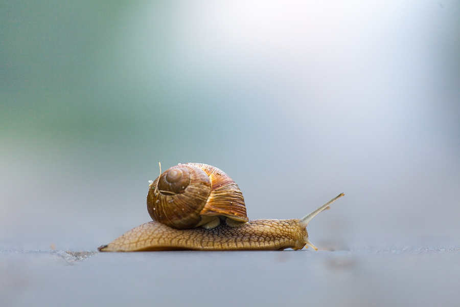 Wie eine Schnecke Instrument langsam üben